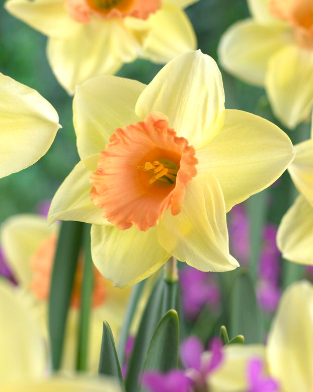 Narcissus 'Tickled Pinkeen'