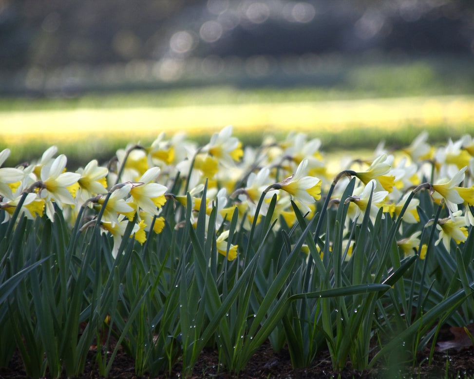 Narcissus 'Topolino'