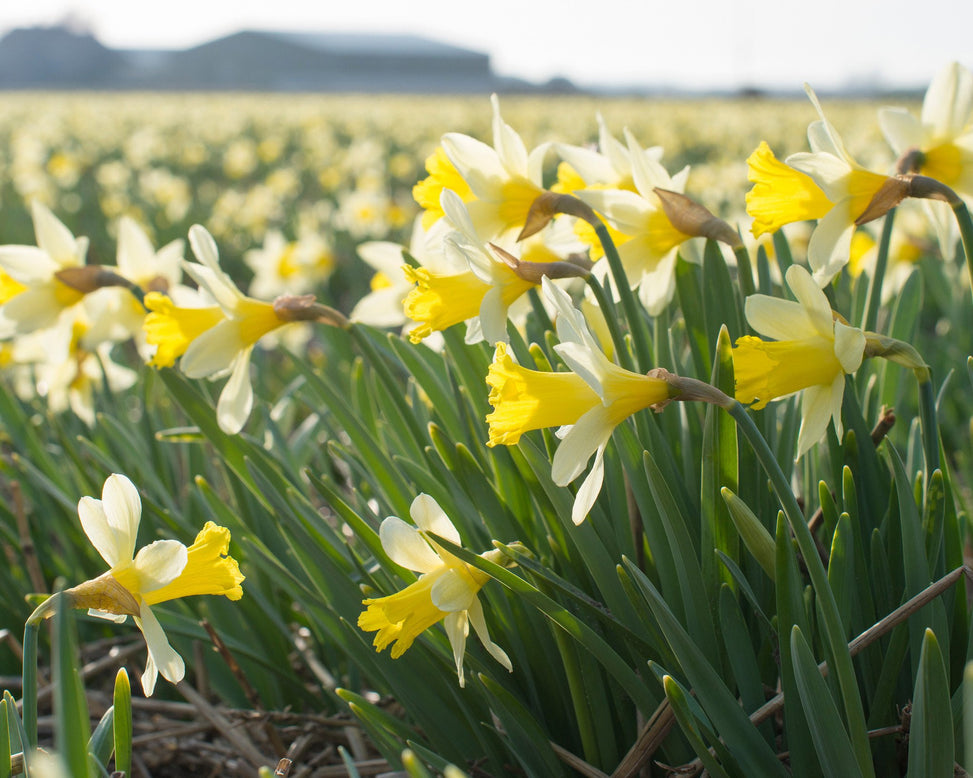 Flower BulbsTopolino Bulbs UK - 2