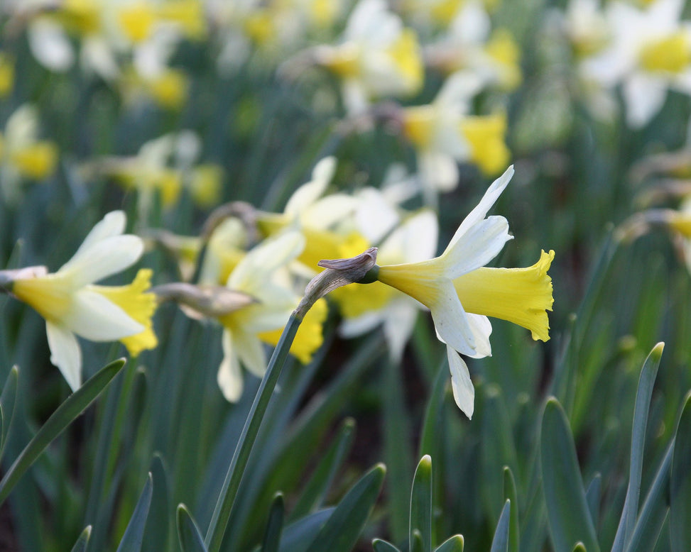 Narcissus 'Topolino'