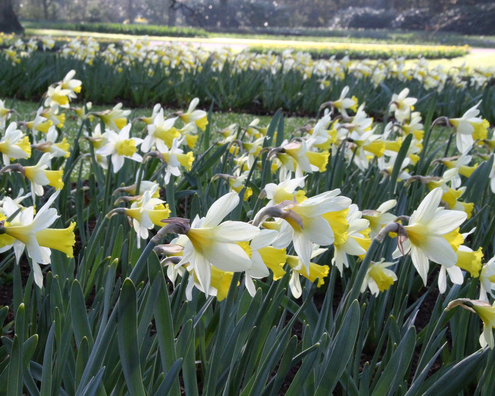 Narcissus 'Topolino'