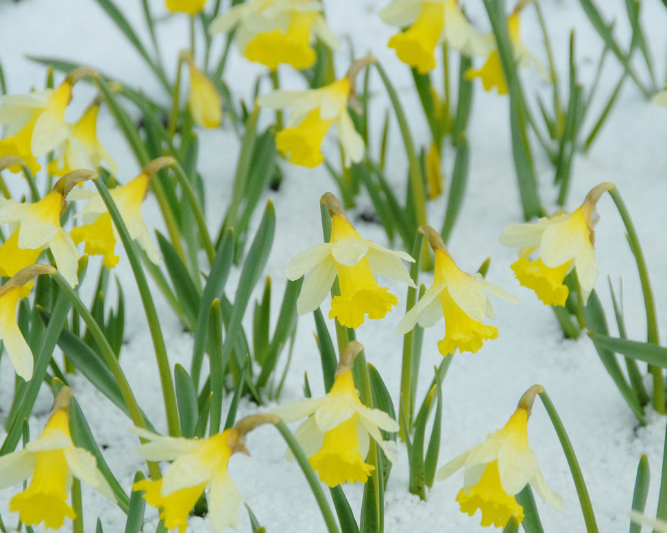 Flower BulbsTopolino Bulbs UK - 3