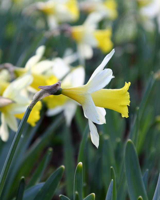 Narcissus 'Topolino'