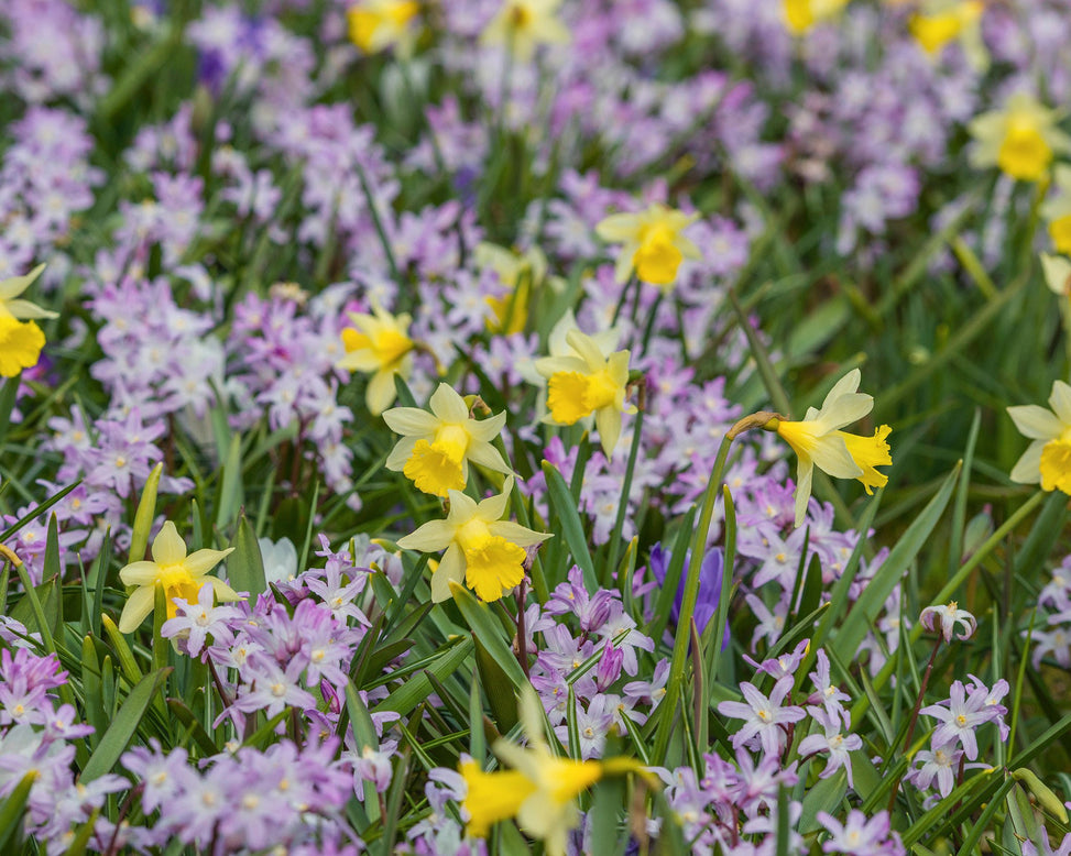 Flower BulbsTopolino Bulbs UK - 4