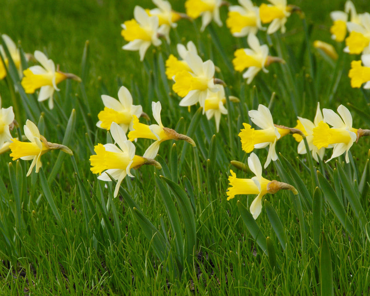 Flower BulbsTopolino Bulbs UK - 5