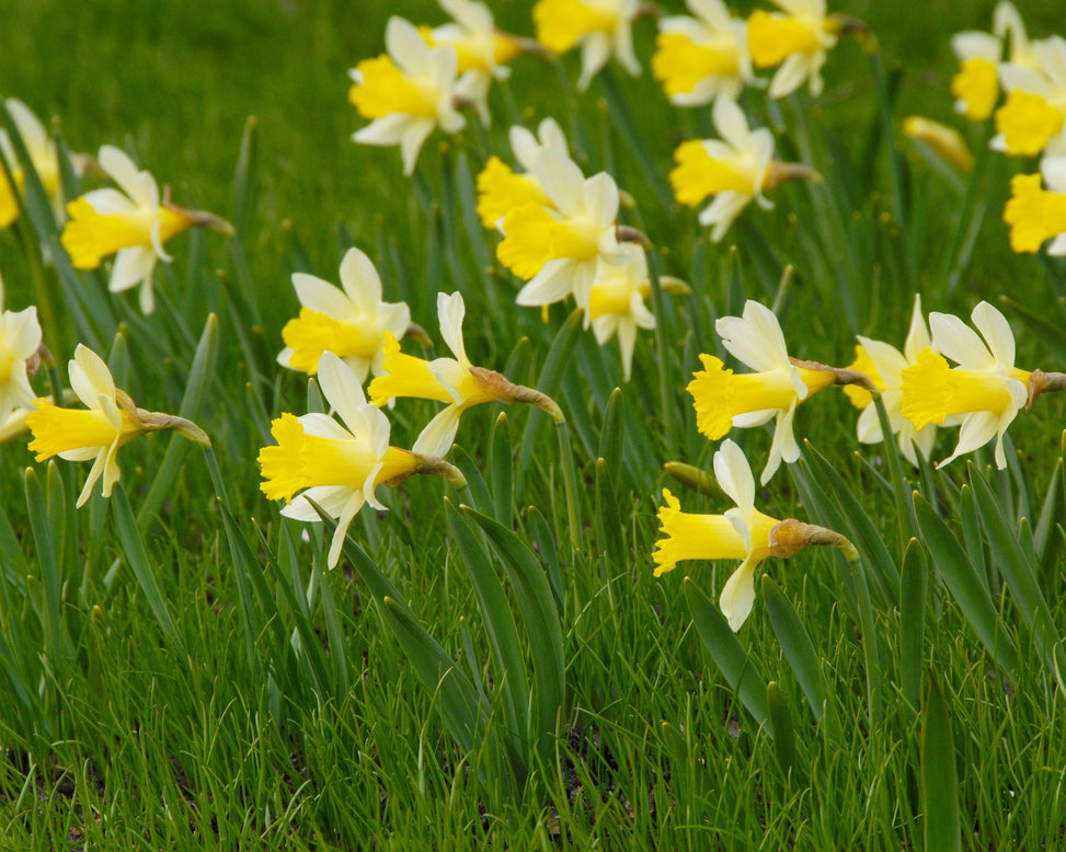 Flower BulbsTopolino Bulbs UK - 5