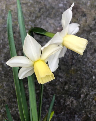 Narcissus 'Toto'