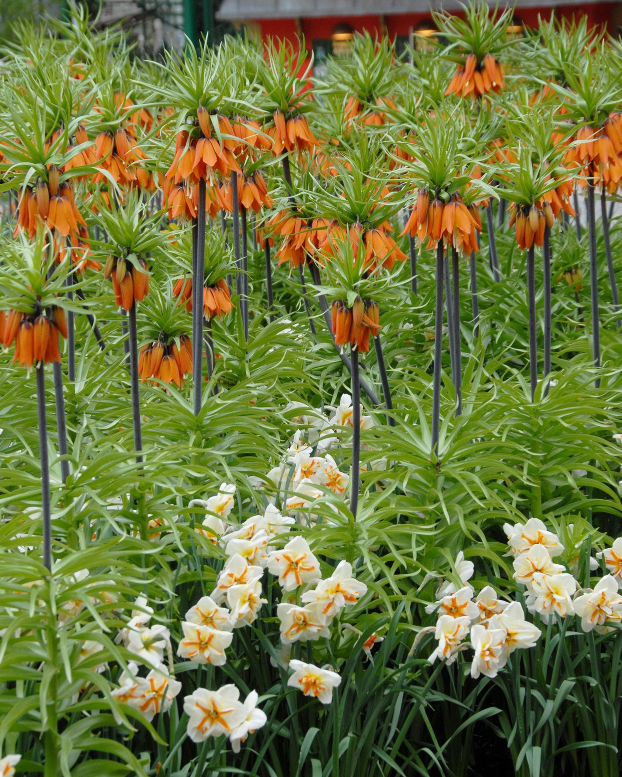 Narcissus 'Trepolo' bulbs — Buy online at Farmer Gracy UK