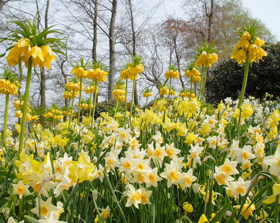 Flower BulbsWaterperry Bulbs UK - 2