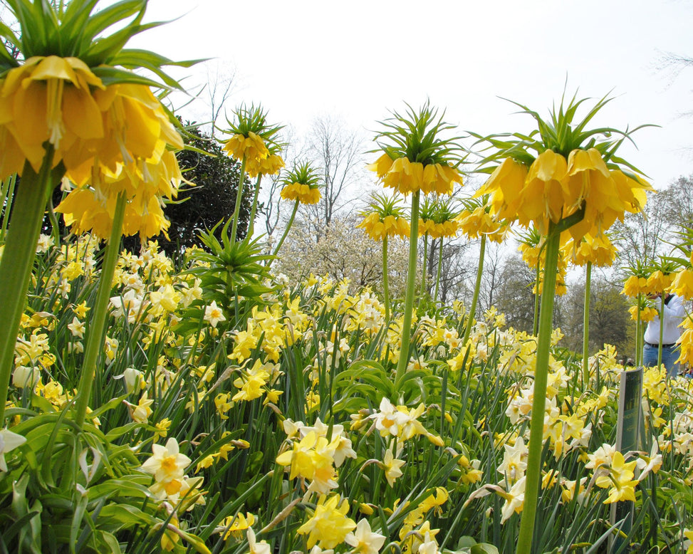 Flower BulbsWaterperry Bulbs UK - 4