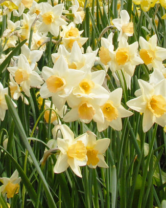 Flower BulbsWaterperry Bulbs UK - 1