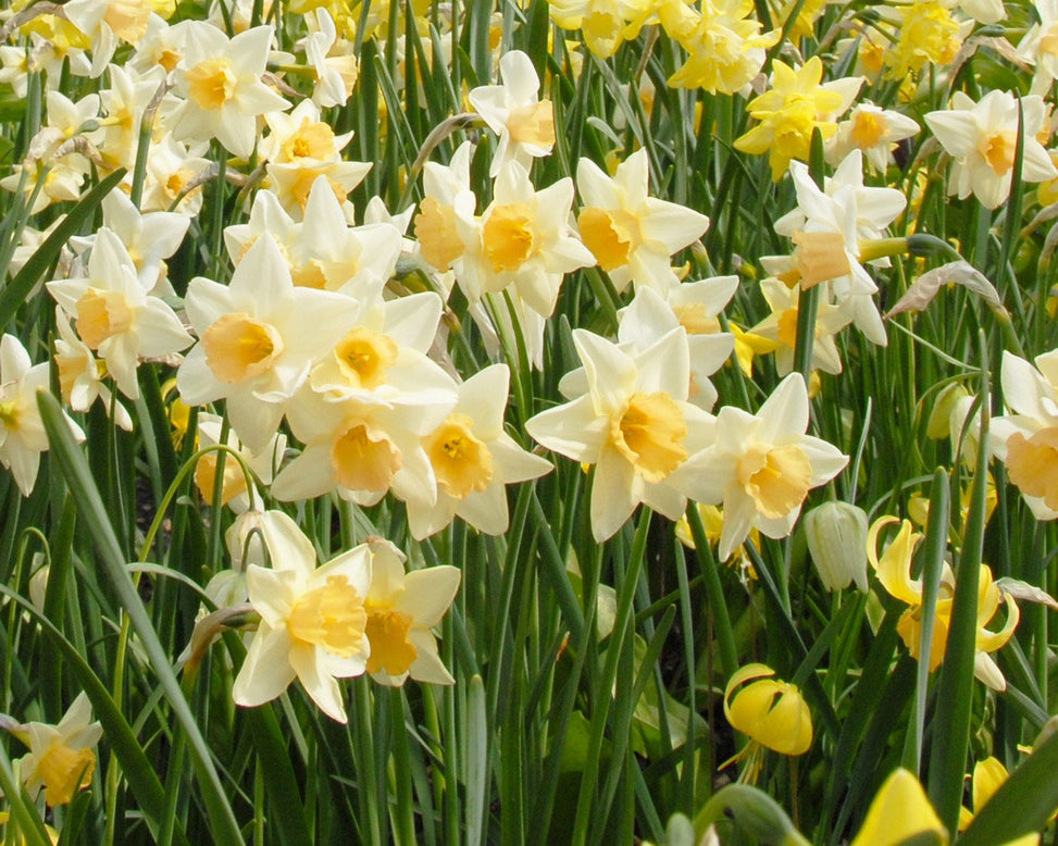 Flower BulbsWaterperry Bulbs UK - 3
