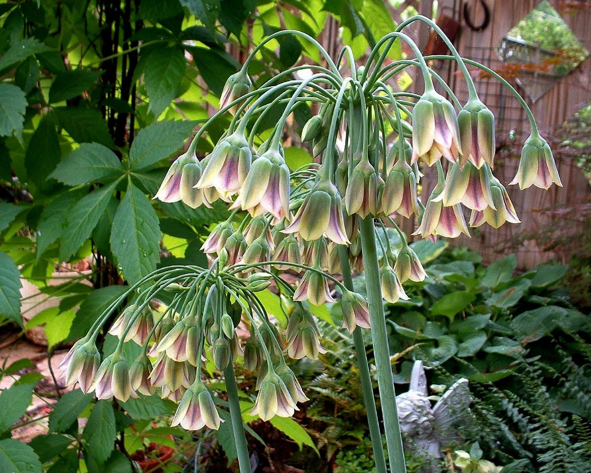 Allium siculum (Nectaroscordum siculum) bulbs | Buy online at Farmer ...