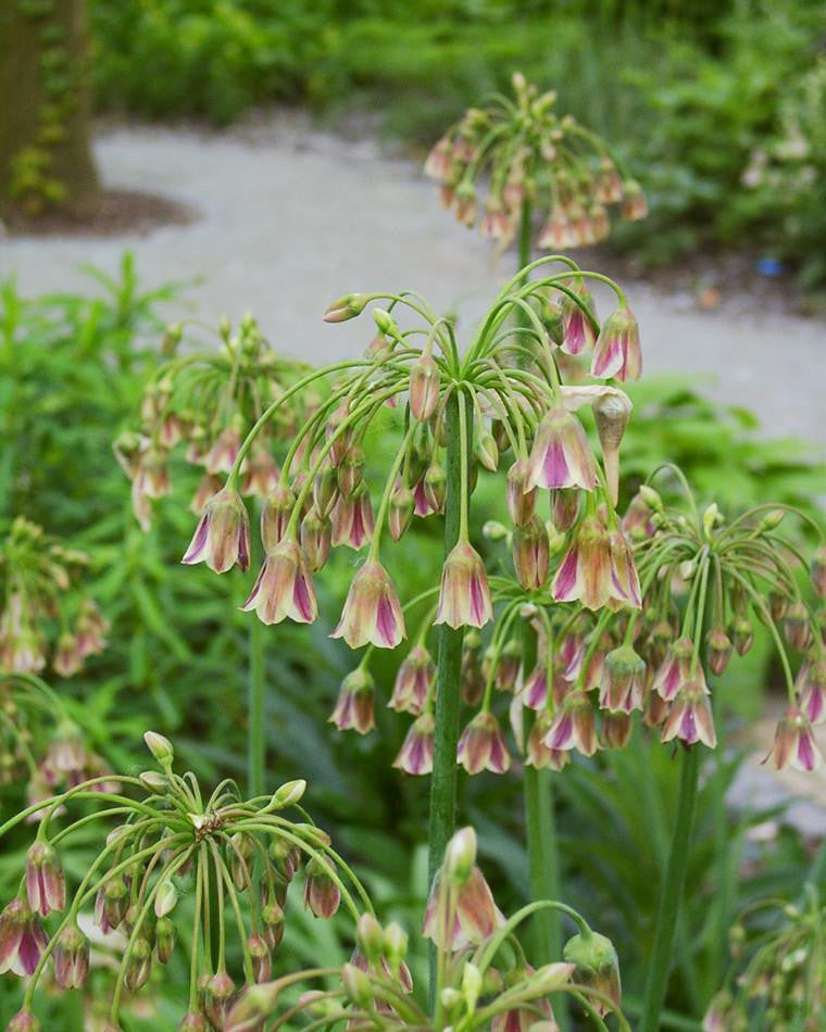 Allium siculum (Nectaroscordum siculum) bulbs | Buy online at Farmer ...