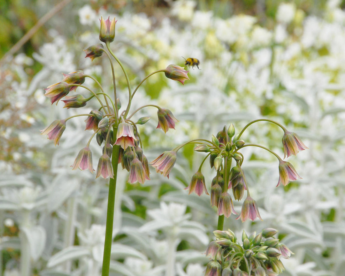 Flower BulbsSiculum Bulbs UK - 2