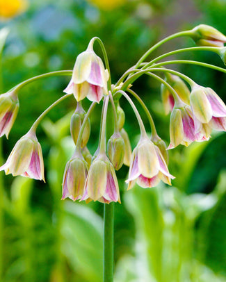 Nectaroscordum siculum