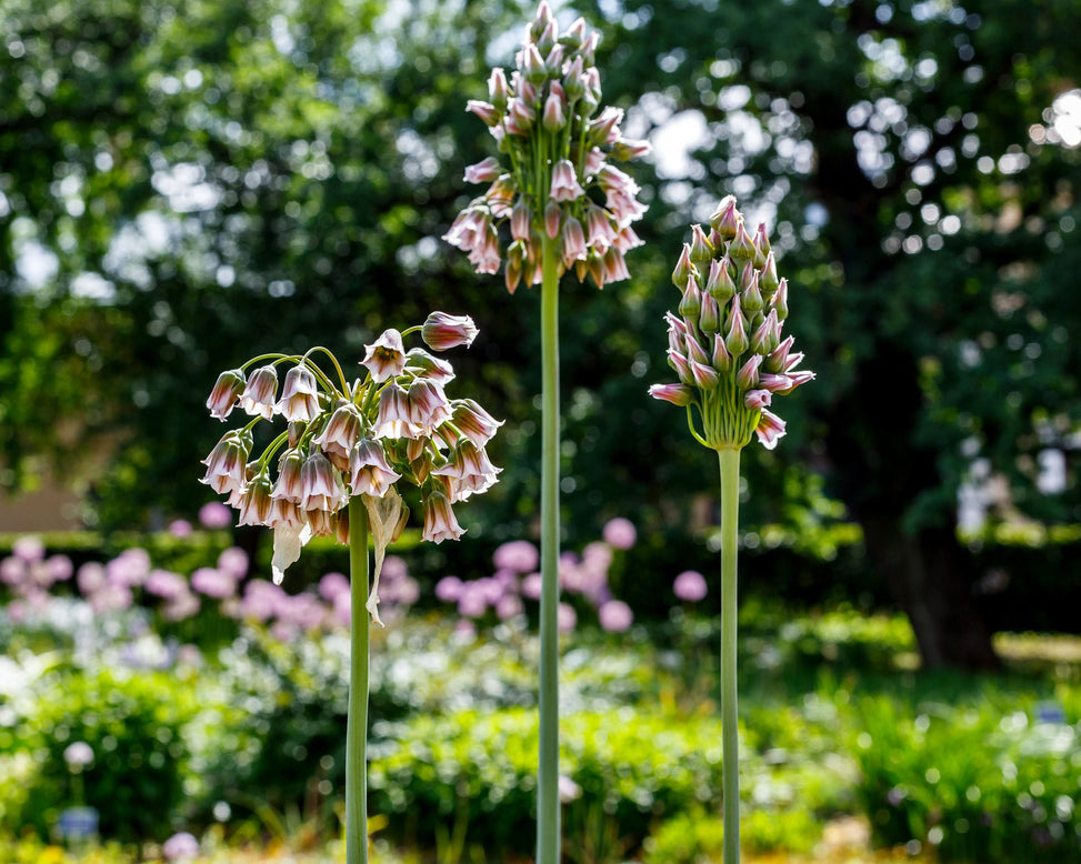 Nectaroscordum siculum
