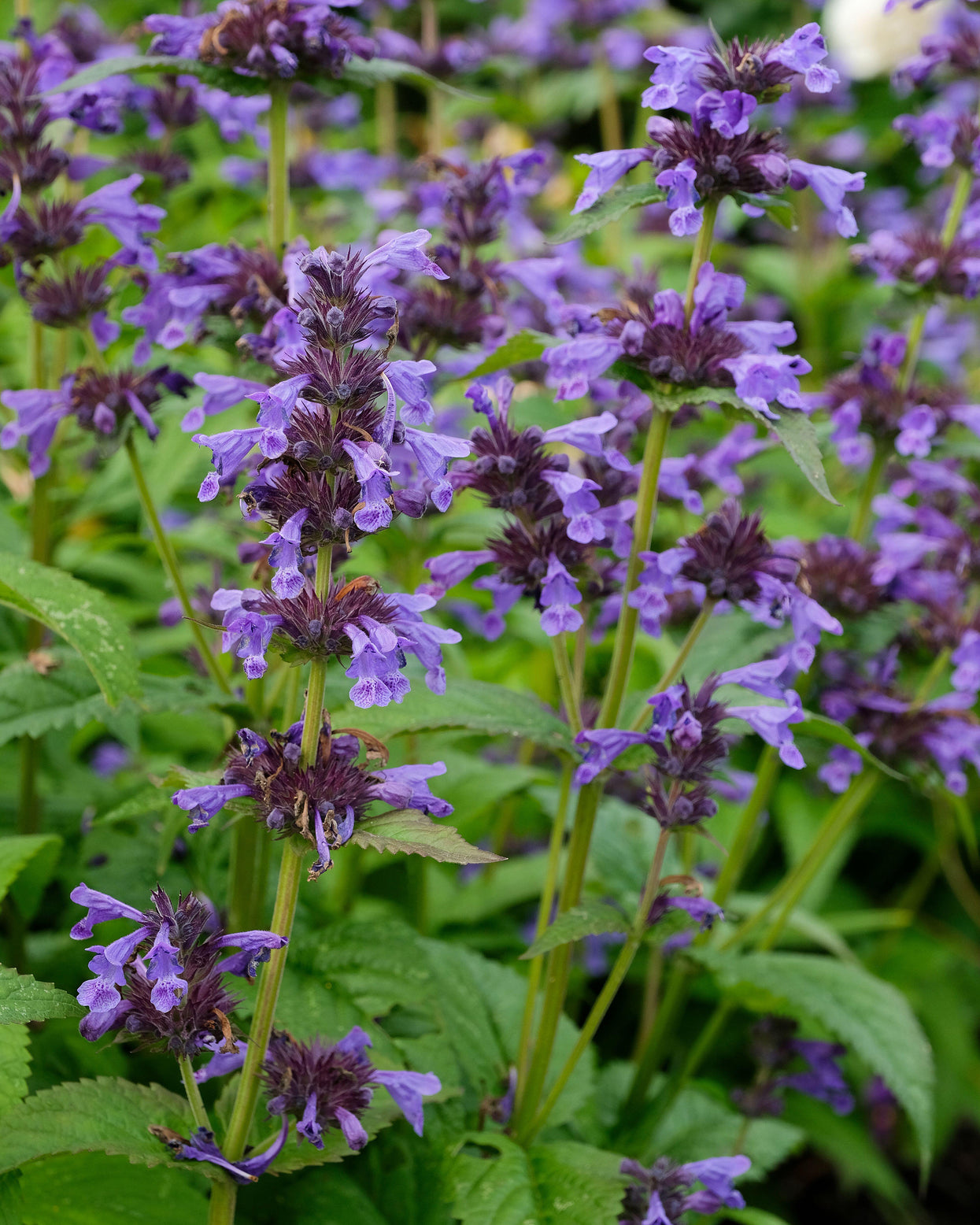 Nepeta 'Neptune Bokratune' bare roots — Buy catmint online at Farmer ...