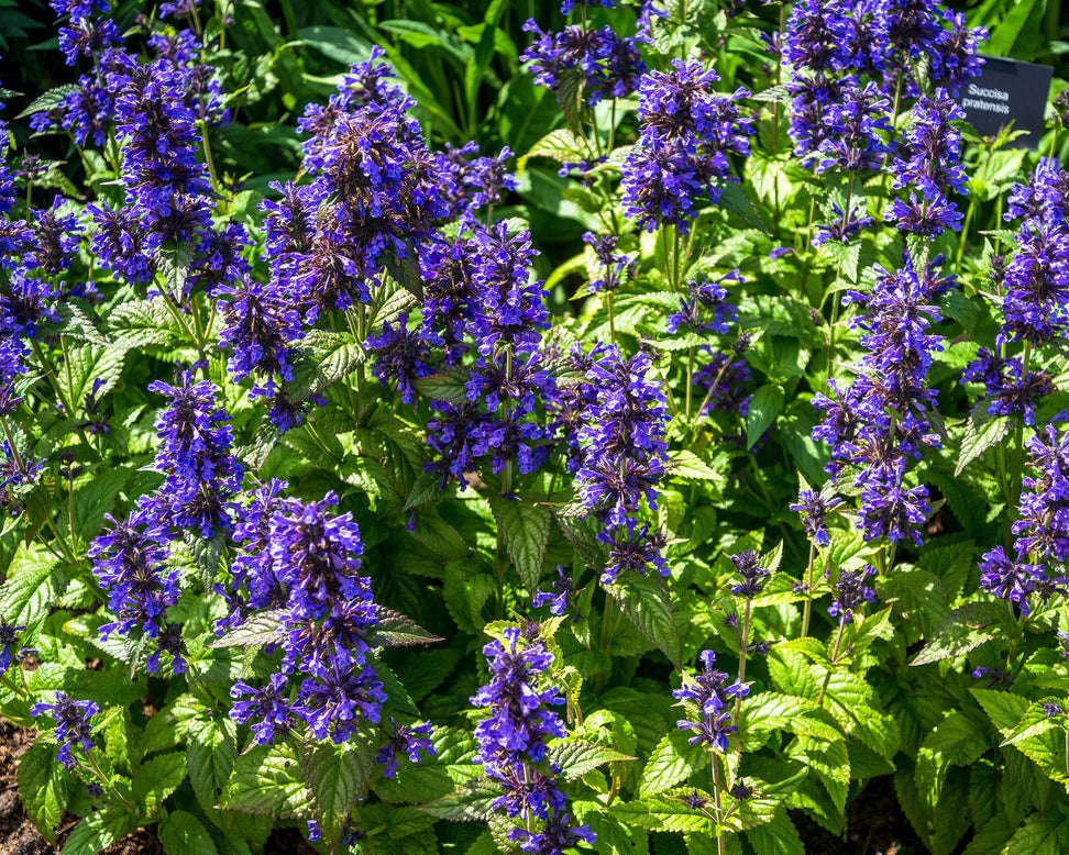 Nepeta 'Neptune Bokratune'