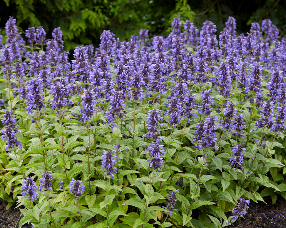 Nepeta 'Neptune Bokratune'