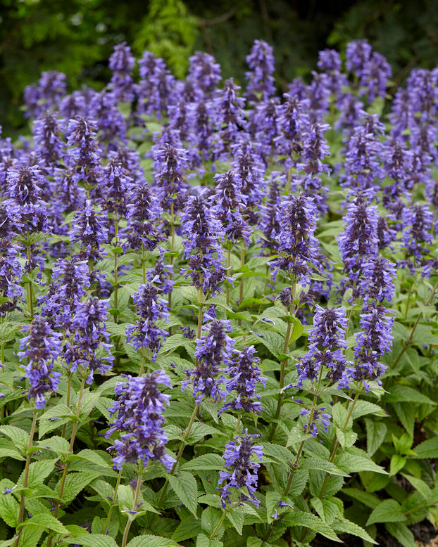 Nepeta 'Neptune Bokratune'