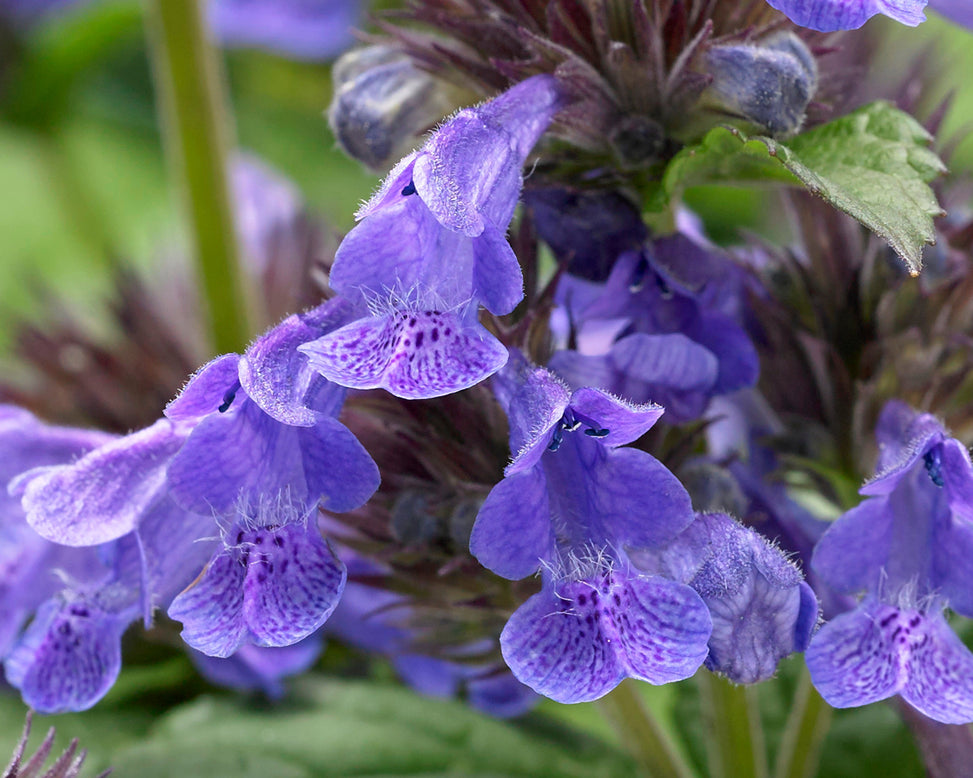 Nepeta 'Neptune Bokratune'