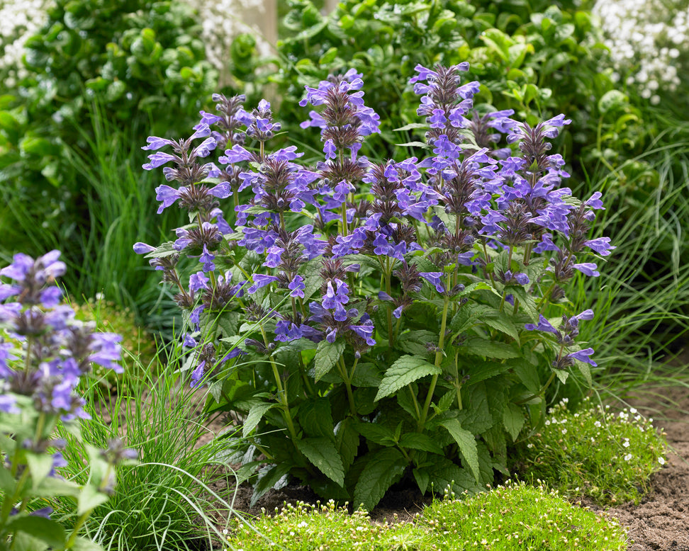 Nepeta 'Neptune Bokratune'