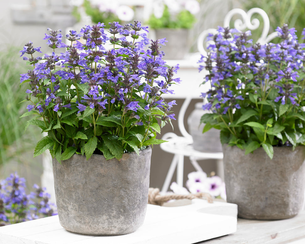 Nepeta 'Neptune Bokratune'