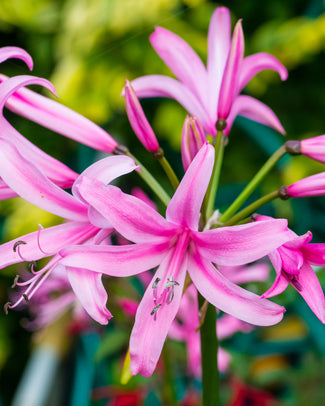 Nerine bowdenii