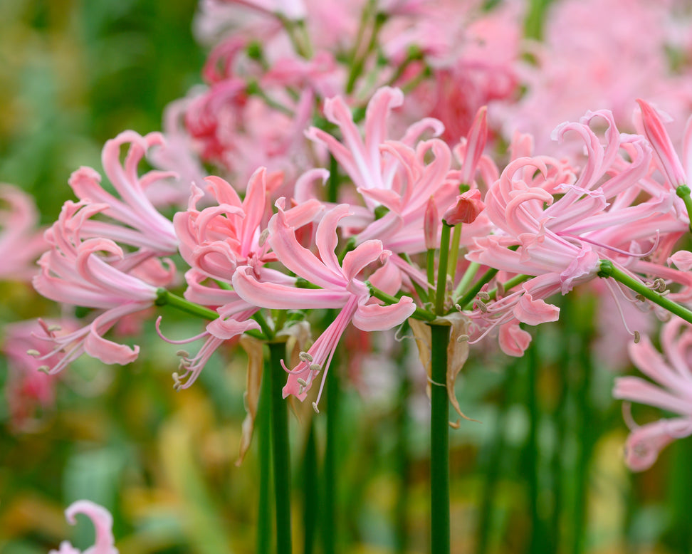 Nerine 'Flügel'