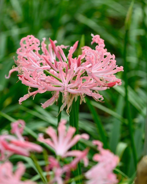 Nerine 'Flügel'