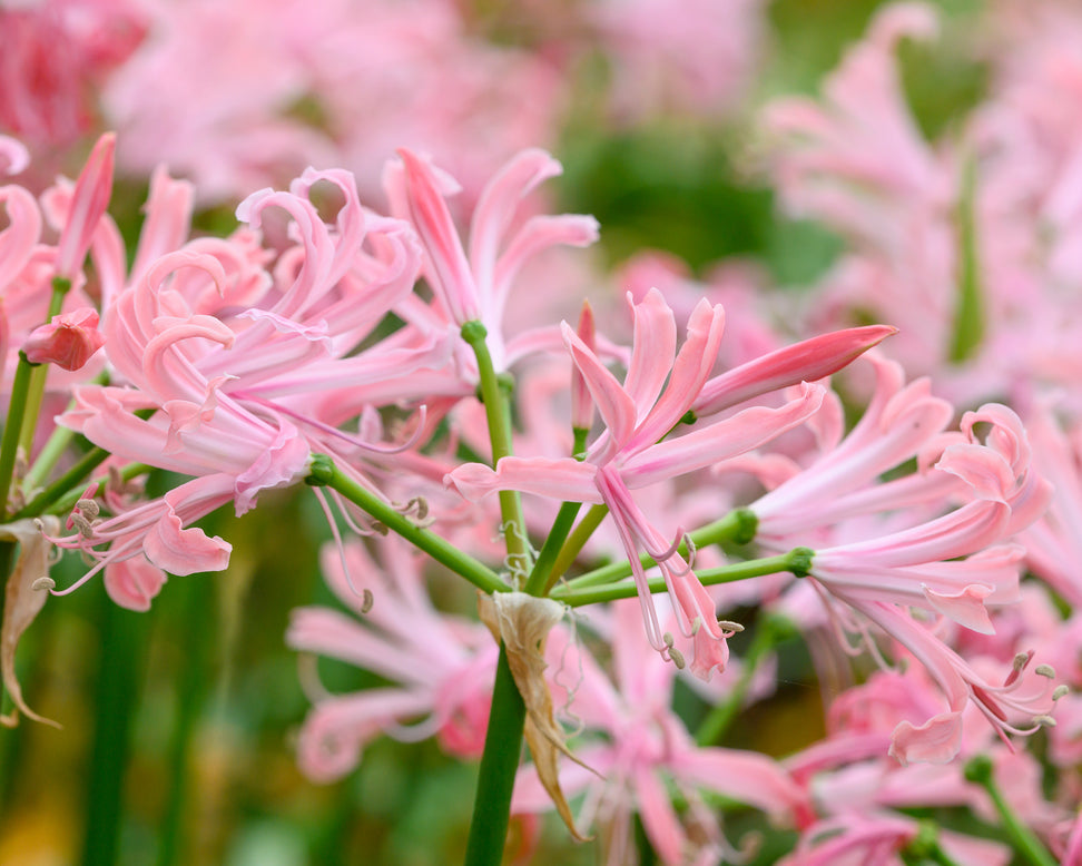 Nerine 'Flügel'