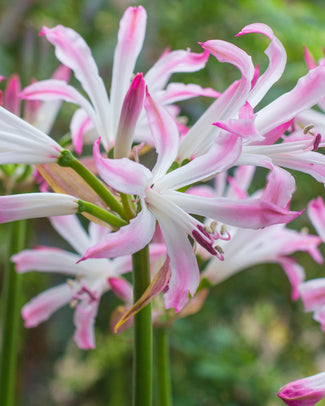 Nerine 'Lipstick'