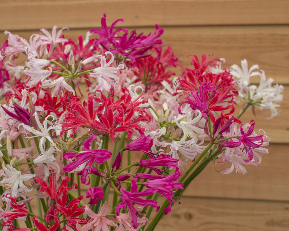 Nerine 'Select Breeders Mix'