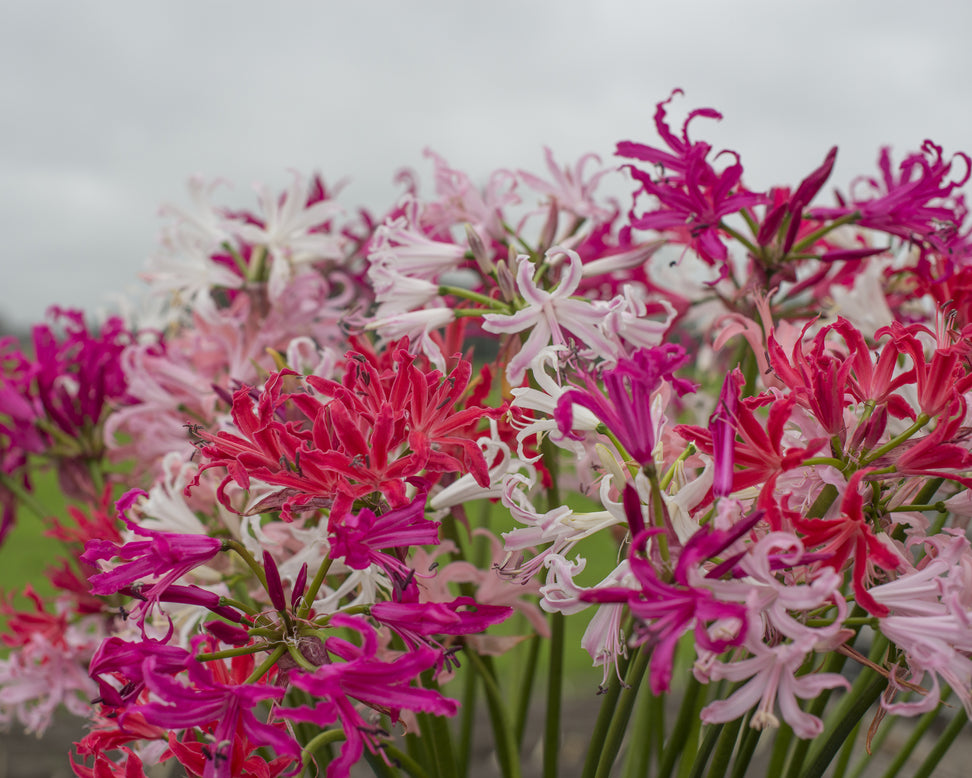 Nerine 'Select Breeders Mix'
