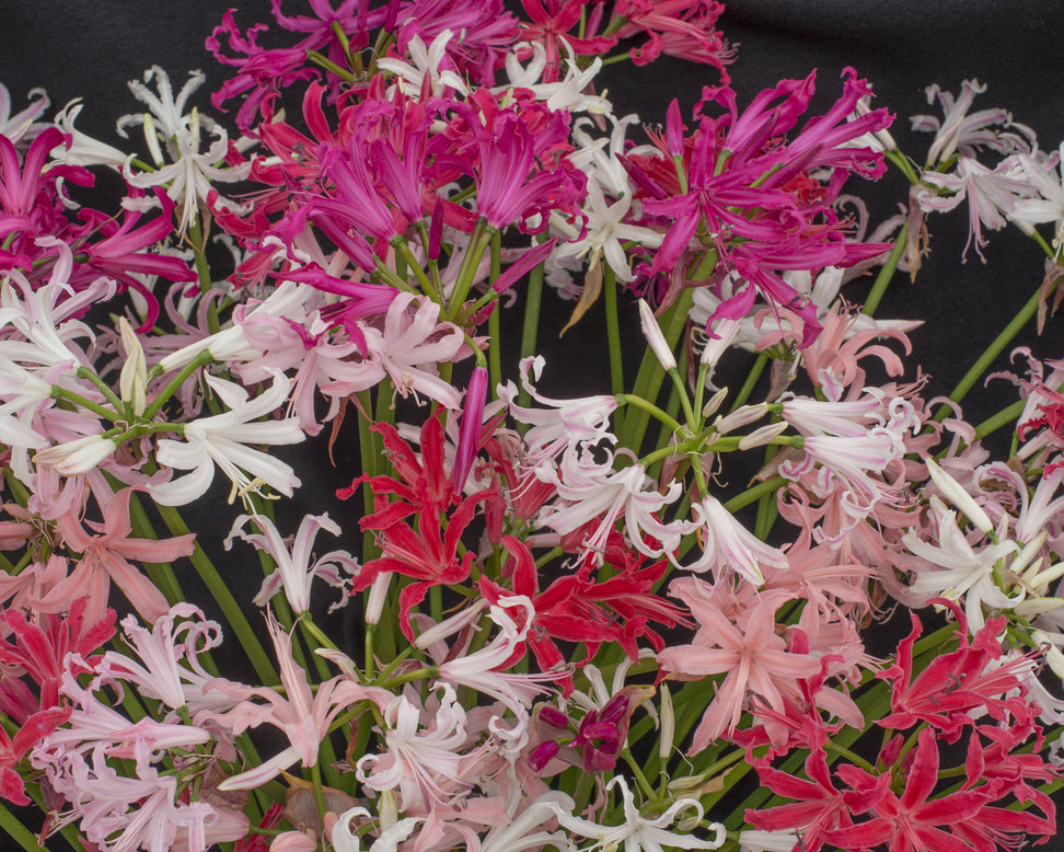 Nerine 'Select Breeders Mix'