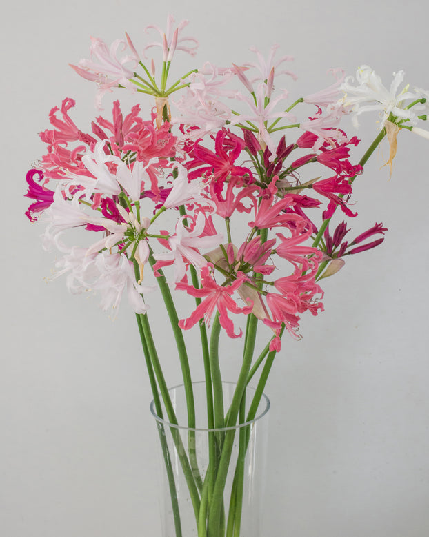 Nerine 'Select Breeders Mix'