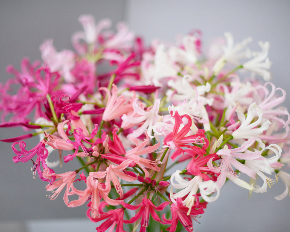 Nerine 'Select Breeders Mix'