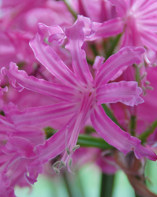 Nerine 'Isabel'