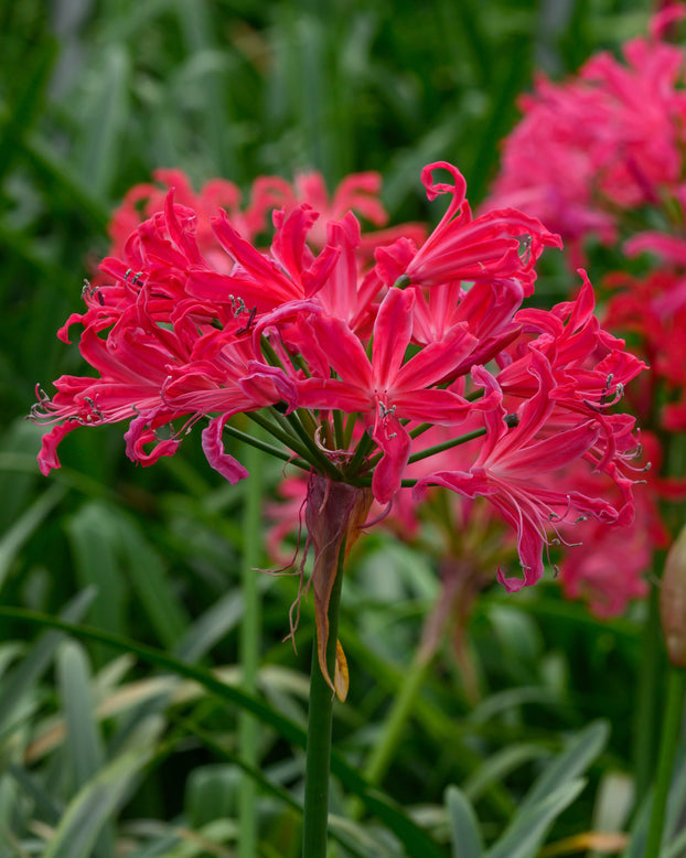 Nerine 'Pearls of Cherry'