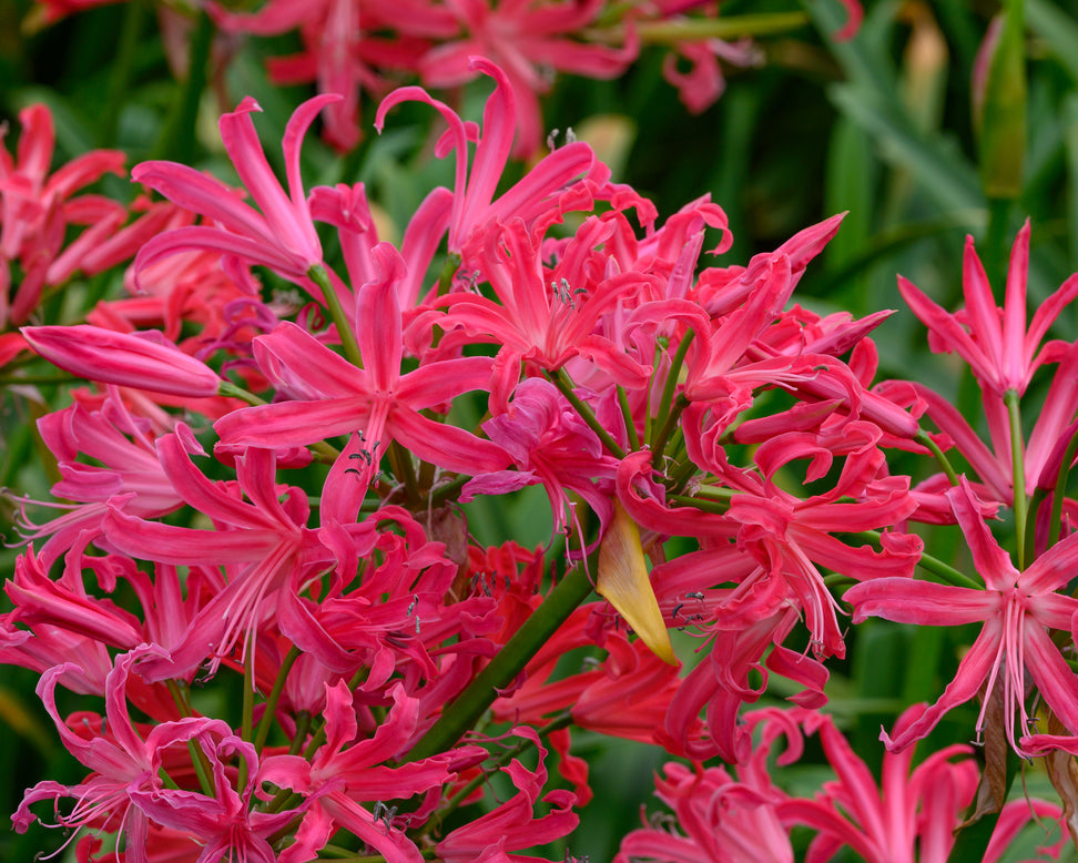 Nerine 'Pearls of Cherry'