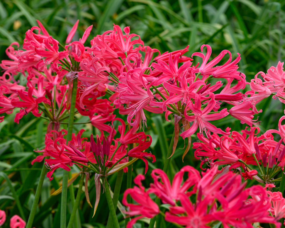 Nerine 'Pearls of Cherry'