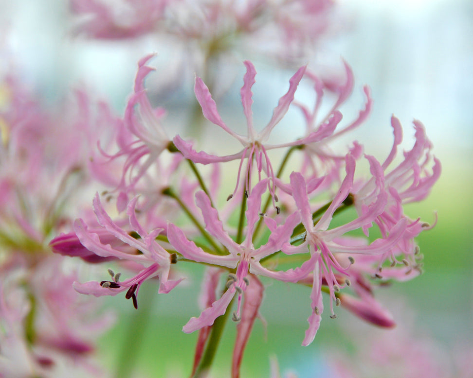 Nerine undulata 'Mega Crispa'