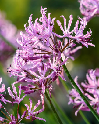 Nerine undulata 'Mega Crispa'
