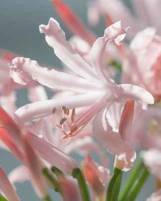 Nerine 'Vesta'