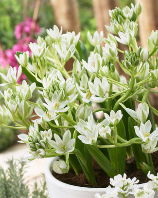 Ornithogalum oligophyllum