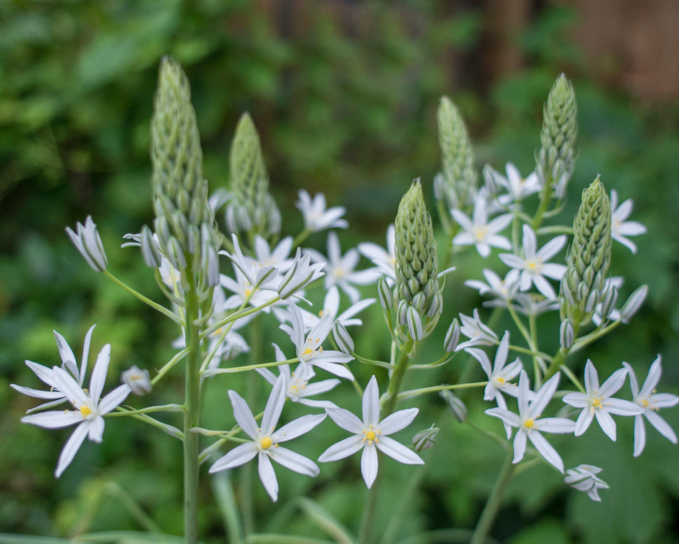 Ornithogalum 'Sochi'