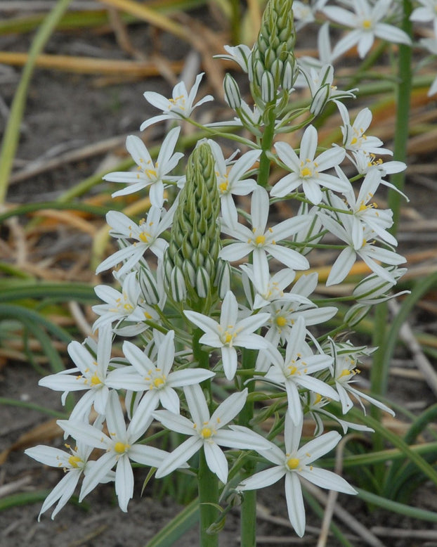 Ornithogalum 'Sochi'