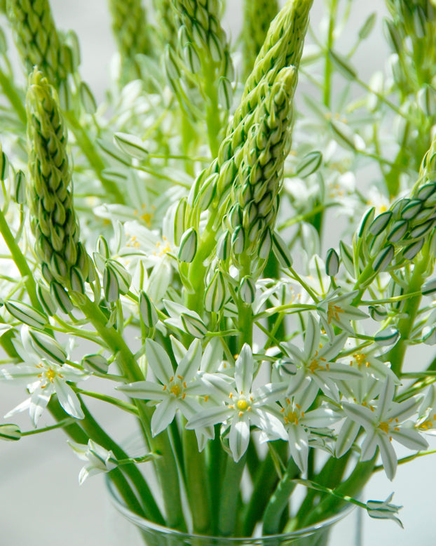 Ornithogalum 'Sochi'