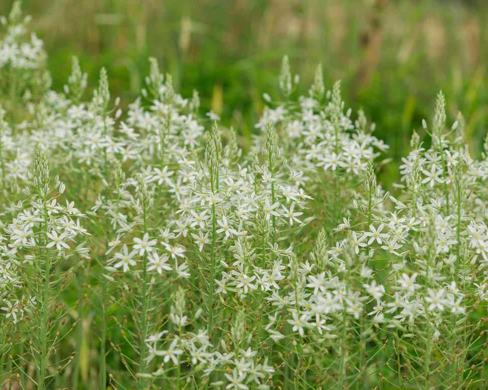 Ornithogalum 'Sochi'